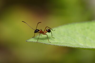 Ameisen im Garten im Haus und wie man sie loswird Tipps für Garten