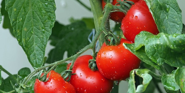 tomaten richtig anpflanzen