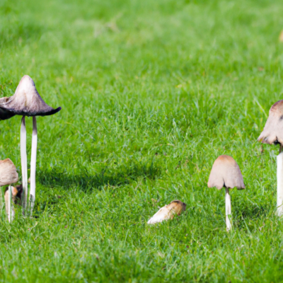 Hut- bzw. Ständerpilze im Rasen, Cap or pillar fungi in the lawn