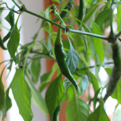 Plant your own chili at home